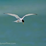 Hovering - Tigertail Beach, Marco Island, FL - April 16, 2012.