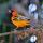 Streak-backed Oriole