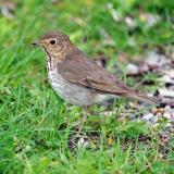 Swainson's Thrush