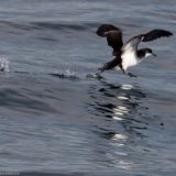 Manx Shearwater