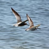 In flight (left) with Dunlin (on right)