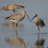 Eurasian Curlew