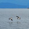 Marbled Murrelet