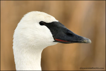 Head Profile