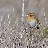 Nelson's Sparrow