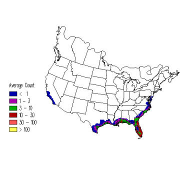 Royal Tern winter distribution map