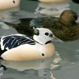 Threatened Steller's eider (Polysticta stelleri) male and female, Alaska SeaLife Center, Seward, Alaska