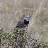 Pawnee National Grassland, Colorado - May 1, 2012