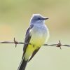 Western Kingbird