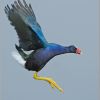 American Purple Gallinule