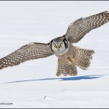 Hunting