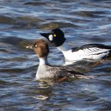 Pair of Common Goldeneye