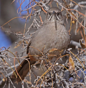 Paseo del Rio Park, Sierra Co., NM - December 5, 2009