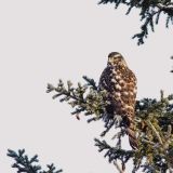 Northern Goshawk perched - December 2012