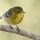 Pine Warbler