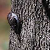 Brown Creeper