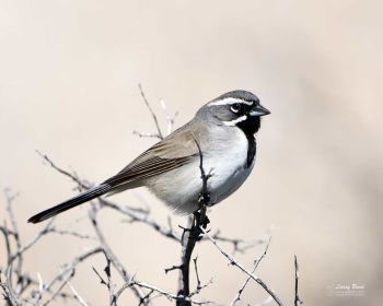 Black-throated Sparrow