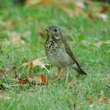 Gray-cheeked Thrush