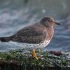 Surfbird