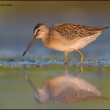 Short-billed Dowitcher