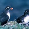 Least Auklet