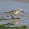 Spoon-billed Sandpiper