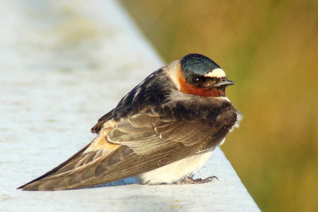 cliff-swallow-ebirdr