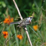 Male Chestnut-sided Warbler