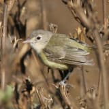 Bell's Vireo