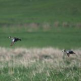 Blue-winged Teal in flight