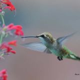 Female - Littleton, Colorado - July 28, 2011