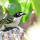 Black-capped Vireo