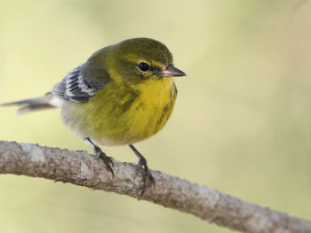 Pine Warbler