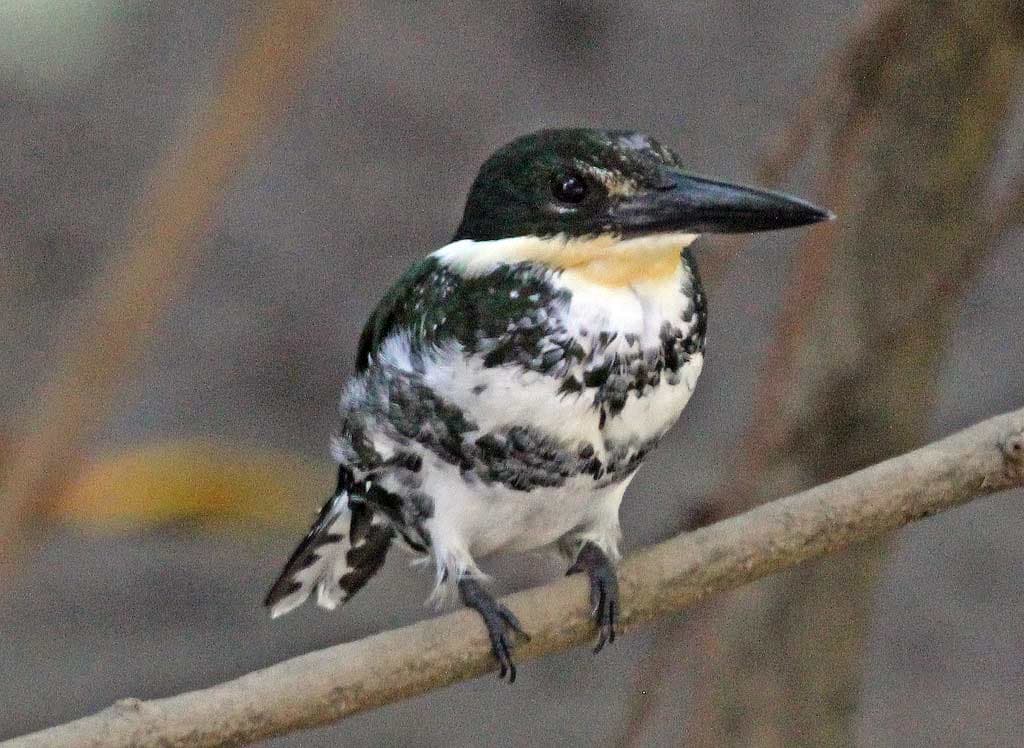 Green Kingfisher - eBirdr