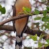 Mangrove Cuckoo