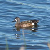 Blue-winged Teal