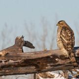 Immature -  South Riverdale, Toronto, ON, CA - January 11, 2009