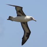 Laysan Albatross