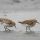 Sharp-tailed Sandpiper