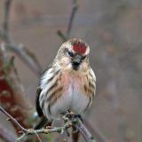 Common Redpoll