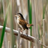 Marsh Wren singing