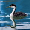 Western Grebe