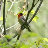 Red-faced Warbler