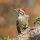 Ladder-backed Woodpecker