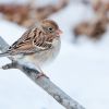 Field Sparrow