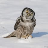 Northern Hawk-owl in the snow