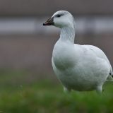 Ross' Goose