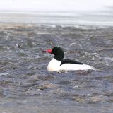 Male Common Merganser