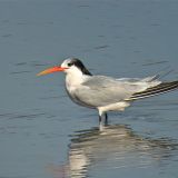 Elegant Tern