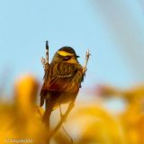 Siberian Accentor